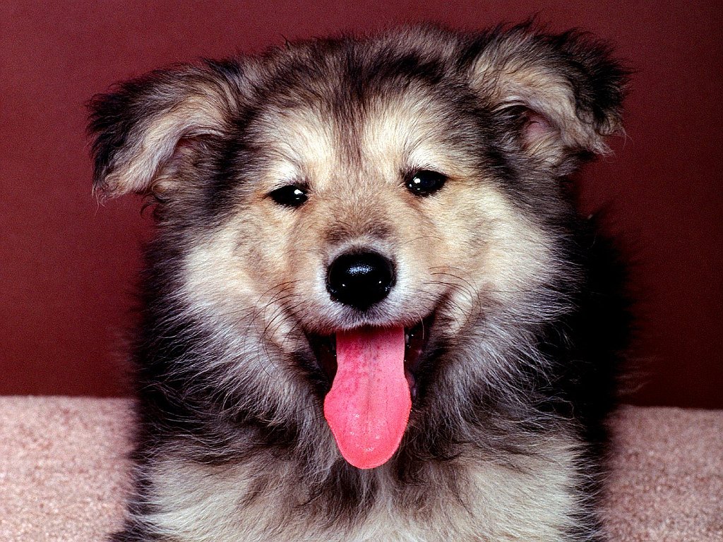 A True Friend, Shepherd